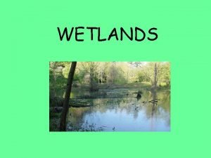 WETLANDS What are wetlands A wetland is a