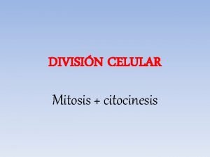 Maqueta de la meiosis y mitosis