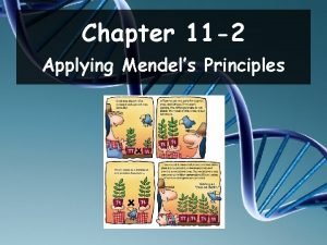 Chapter 11 2 Applying Mendels Principles Daily Objectives