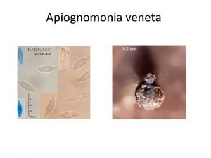 Apiognomonia veneta Apiognomonia veneta Reino Divisin Subfilum Clase