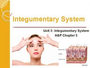 Integumentary System Unit 3 Integumentary System AP Chapter