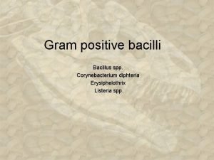 Gram positive bacilli Bacillus spp Corynebacterium diphteria Erysiphelothrix