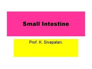 Small Intestine Prof K Sivapalan Small Intestinal Motility