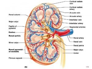 Figure 25 3 b Renal Vascular Pathway Figure