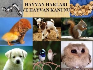 HAYVAN HAKLARI VE HAYVAN KANUNU SUNUMUN AMACI Dnya