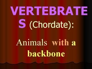 VERTEBRATE S Chordate Animals with a backbone Characteristics