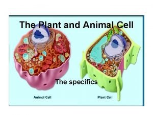 The Plant and Animal Cell The specifics Cell