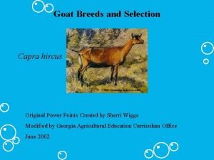 Goat Breeds and Selection Capra hircus Original Power