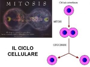 IL CICLO CELLULARE RIPRODUZIONE SESSUALE O GAMICA ASESSUALE