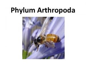 What is the largest phylum of animals