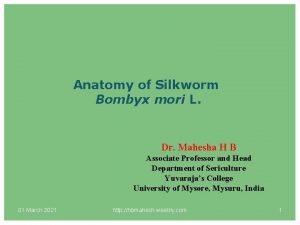 Excretory system of silkworm