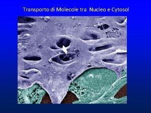 Transporto di Molecole tra Nucleo e Cytosol Membrana