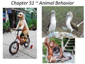 Chapter 51 animal behavior