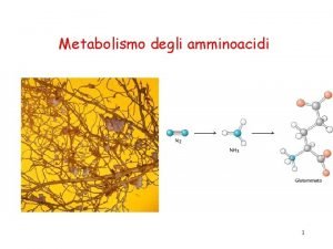 Metabolismo degli amminoacidi 1 2 Glicina Serina Alanina