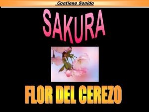 Contiene Sonido Las flores del cerezo suelen caer