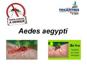 Aedes aegypti Aedes aegypti Mosquito em tom amarronzado
