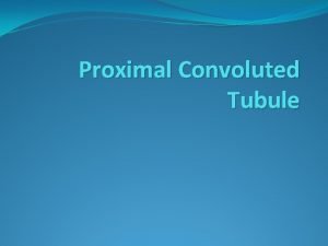Structure of proximal convoluted tubule