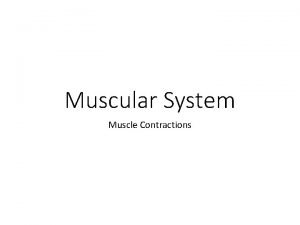 Muscular System Muscle Contractions Neuromuscular Interactions Neuromuscular Junction