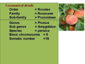 Taxonomical details Order Rosales Family Rosaceae Subfamily Prunoideae