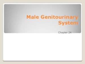 Male Genitourinary System Chapter 24 Structure and Function