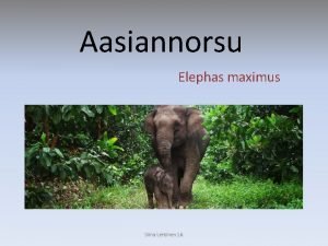 Aasiannorsu Elephas maximus Siina Lehtinen 1 A Luokittelu