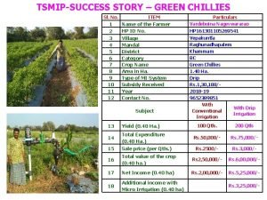 TSMIPSUCCESS STORY GREEN CHILLIES Sl No 1 2