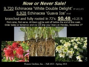 Now or Never Sale 9 720 Echinacea White