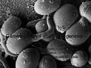 Gametogenesis and Sporogenesis Scott Russell Office 210 NML