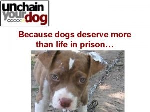 Because dogs deserve more than life in prison