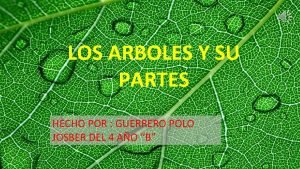 Arboles de guerrero