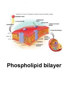 Parts of a phospholipid