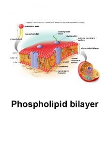 Phospholipid bilayer