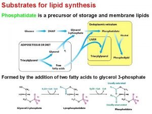 Lipid synthesis.