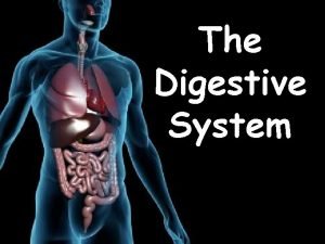 5 steps of digestion