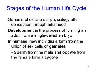 Stages of the Human Life Cycle Genes orchestrate