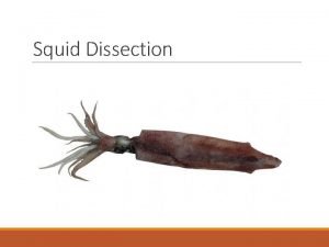 What phylum is a squid