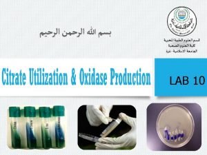 Citrate utilisation test