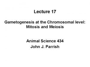 Lecture 17 Gametogenesis at the Chromosomal level Mitosis