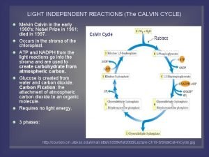 LIGHT INDEPENDENT REACTIONS The CALVIN CYCLE Melvin Calvin