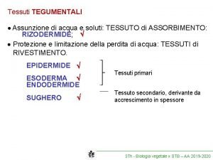 Tessuti TEGUMENTALI Assunzione di acqua e soluti TESSUTO