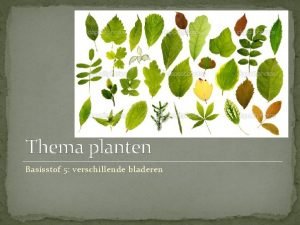 Verschillende bladeren Verschillende bladeren