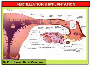 FERTILIZATION IMPLANTATION By Prof Saeed Abuel Makarem OBJECTIVES