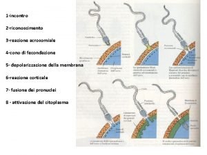 Partenogenesi tacchino