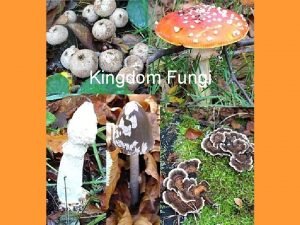 Fungi digest food