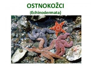 OSTNOKOCI Echinodermata Charakteristika ostnokoc echinos trnit a derma