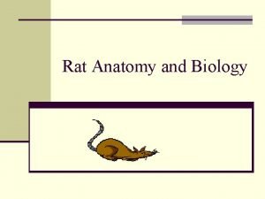 Male vs female rat anatomy