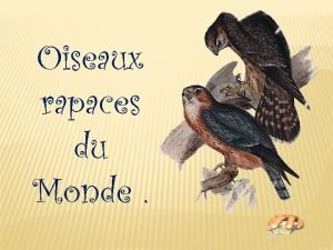 Oiseaux rapaces du Monde Laigle Royal Les aigles