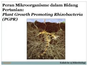 Peran Mikroorganisme dalam Bidang Pertanian Plant Growth Promoting