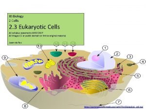 Ib biology eukaryotic cell diagram