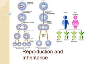 Reproduction and inheritance